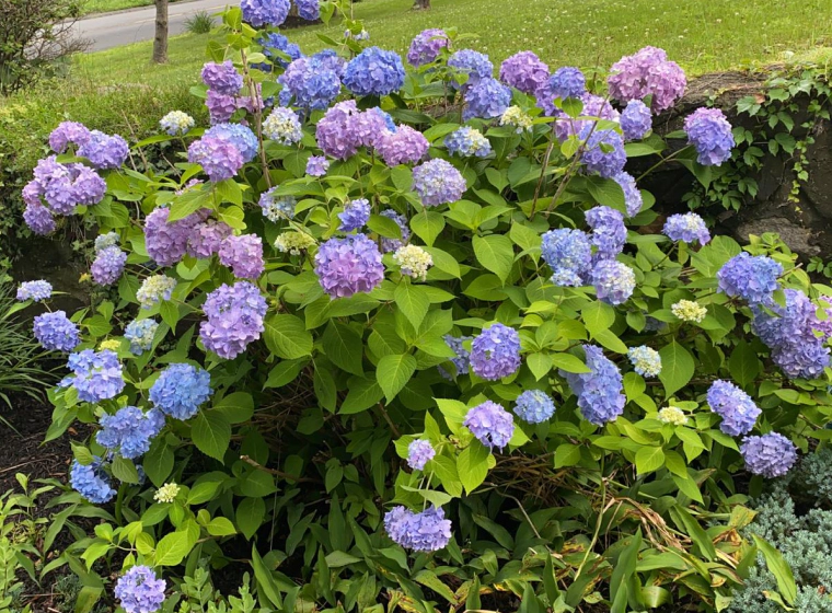 bush with purple blue and yellow flowers