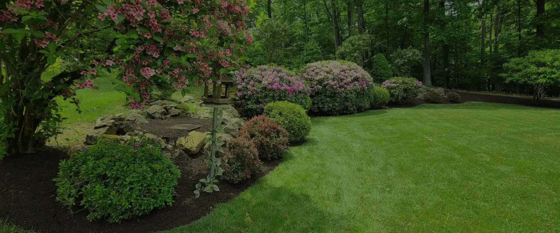 landscape with a pink flower tree some bushes with flowers and trees around and the back danbury ct